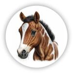  65x65mm-es kör alakú mágnes - portré egy gyönyörű lóról (MAGNET-65x65-KRUH-57)