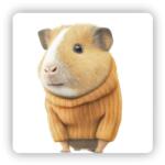  65x65mm négyzetes mágnes - tengerimalac pulóverben (MAGNET-65X65-CTVEREC-16)