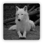  65x65mm-es négyzet alakú mágnes - Fehér Farkas (MAGNET-65X65-CTVEREC-59)