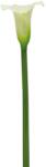  Művirág kála krémszínű 82 cm (12-6146-07)