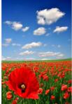 MÉDIA vászonkép - pipacsmező, kék ég, tájkép, 70 x 105 cm (TABIMG9546)