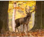 Media Öntapadó és mosható falfestmény Animal32 Deer, 150 x 205 cm (FOTOTAP5614)