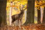 Media Öntapadó és mosható falfestmény Animal32 Deer, 400 x 250 cm (FOTOTAP8786)