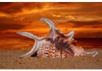 MÉDIA Öntapadós tapéta Beach, kagylók, alkonyat, 250 x 200 cm (FOTOTAP14598)