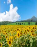 MÉDIA Natura79 öntapadó és mosható fali tapéta, 150 x 205 cm (FOTOTAP5552)