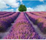 Media Öntapadó és mosható fali tapéta Lavender3, 350 x 200 cm (FOTOTAP6907)