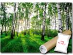 WallMagic Fotótapéta Flizelina Erdő Park Nyírfák Természet 350x250 ragasztó ingyen (14175VX7)