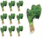  Friss Kapor Zöld Lengyel Csokor 10DB (5903917106900)