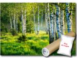 WallMagic Fotótapéta Flizelina Természet Erdő Park Nyírfa Fű 150x105 ragasztó ingyen (14174VX3)