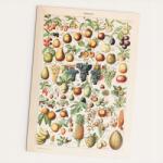 Follygraph Gyümölcs Fruits poszter A2 vintage (VINFRUA2)