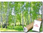 WallMagic Fotótapéta Flizelina Erdő Park Nyírfák Kilátás 100x75 ragasztó ingyen (14182VX2)