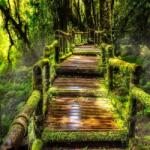 MÉDIA Vászonkép Esőerdő, mohával borított lépcső, 70 x 70 cm (TABIMG10139)