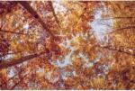 Media Vászon festmény, MEDIA, Ég ősszel, 105 x 70 cm (TABIMG11655)
