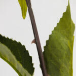  Szálas napraforgó 40cm - csinaldmagadshop