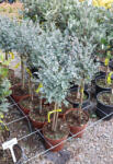 Plantstore Eukaliptusz Gunnii Törzses 1/4- Eucalyptus Gunnii