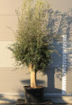  Olajfa Ft109- Olea Europaea