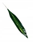 Wera Dracaena fényes levél 63 cm zöld (L-CFIJ-7)