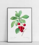  Közönséges cseresznye poszter 30 x 40 cm