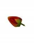 Wera Tulipán fej 5 cm narancs (EV257#5)