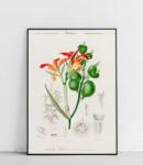  Paciorecznik poszter 30 x 40 cm