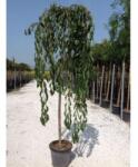  PRUNUS SUBHIRTELLA PENDULA ROSEA CLT. 18 Díszcseresznye