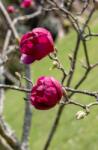 Magnolia BLACK TULIP (R) CLT. 18 HALF STANDARD Magnólia