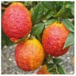  CITRUS LIMONIMEDICA PIGMENTATA LV 12 Citrom
