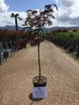  ALBIZIA JULIBRISSIN SUMMER CHOCOLATE (R) CLT. 10 Perzsa selyemakác