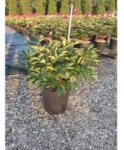  PAEONIA LACTIFLORA SHIRLEY TEMPLE LV 11 Bazsarózsa