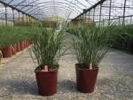  MISCANTHUS SINENSIS RUBY CUTE (R) LV 11 Japánfű