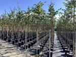  TILIA CORDATA CLT. 18 6/8 STANDARD Kislevelű hárs