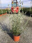  TEUCRIUM FRUTICANS CLT. 3 Cserjés gamandor