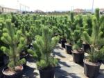  PINUS NIGRA OREGON GREEN CLT. 12 Feketefenyő