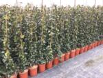  TRACHELOSPERMUM JASMINOIDES CLT. 3 125/150 Csillagjázmin