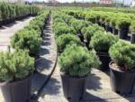  PINUS MUGO PUMILIO CLT. 10 Havasi törpefenyő