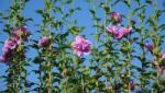  HIBISCUS SYRIACUS PINK CHIFFON (R) CLT. 10 Hibiszkusz