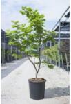 Acer JAPONICUM VITIFOLIUM CLT. 20 100/125 Vörösvirágú juhar