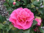  CAMELLIA JAPONICA ROSEDALE'S BEAUTY CLT. 7 Japán kamélia