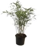  FARGESIA ROBUSTA FORMIDABLE CLT. 5 Bambusz