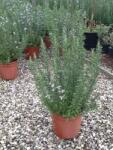  ROSMARINUS OFFICINALIS CLT. 10 Rozmaring