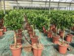  CITRUS NOBILIS (MANDARINO) LV 14 60CM CLEAR STEM Mandarin