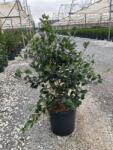  CAMELLIA SASANQUA CLT. 5 Szaszanka