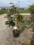  ERIOBOTRYA JAPONICA CLT. 15 100/120 Japán naspolya