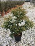  PIERIS JAPONICA LITTLE HEATH CLT. 7 Babérhanga