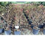  VIBURNUM PLICATUM MOLLY SCHROEDER (R) CLT. 10 Redős levelű bangita