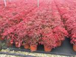  NANDINA DOMESTICA RED LIGHT (R) CLT. 5 Japán szentfa