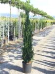  CUPRESSUS SEMPERVIRENS PYRAMIDALIS CLT. 15 150/175 Európai ciprus