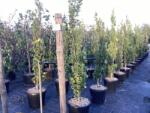  FAGUS SYLVATICA DAWYCK GOLD CLT. 18 125/150 FEATHERED Bükk