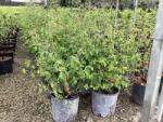  VIBURNUM PLICATUM SUMMER SNOWFLAKE CLT. 10 Redős levelű bangita