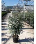  EUCALYPTUS GUNNII CLT. 18 Eukaliptusz